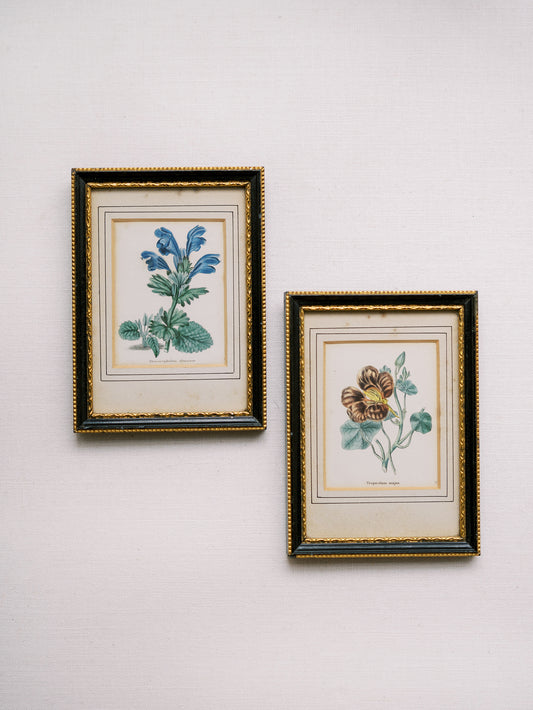 Antique Framed Botanicals