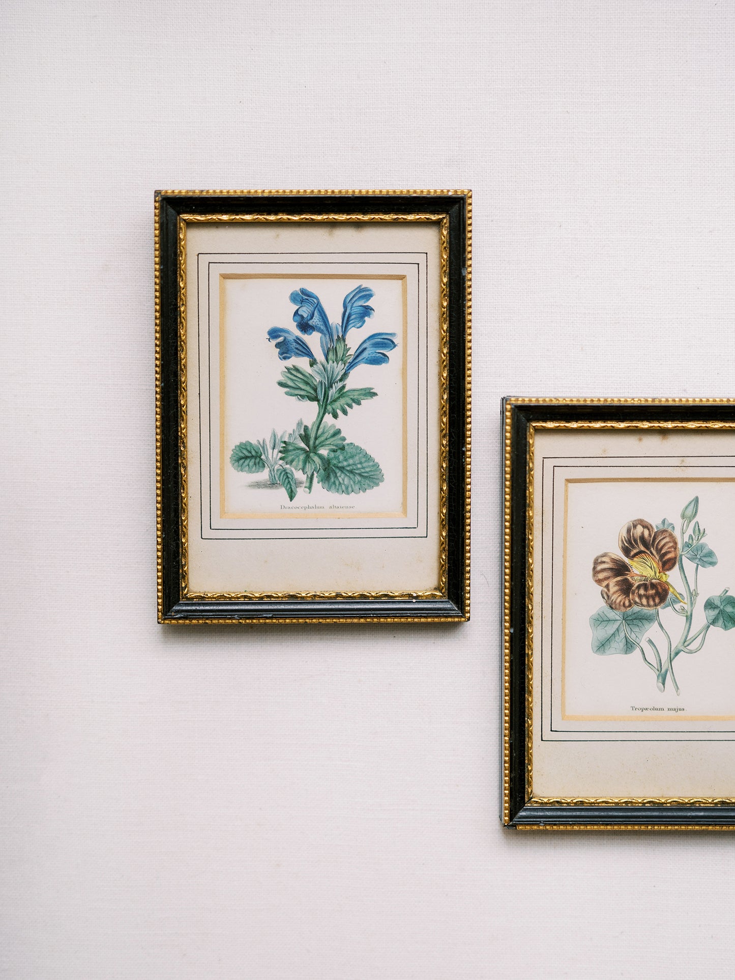 Antique Framed Botanicals